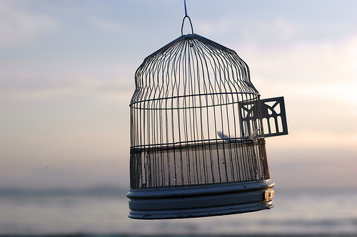 open-bird-cage